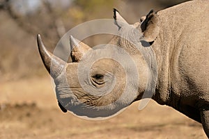 Black rhinoceros