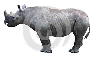 Black rhinoceros