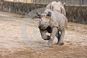 Black Rhinoceros baby