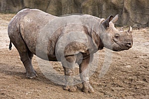 Black Rhinoceros baby