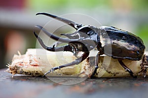 Black rhinoceros beetle in wild nature close-up.