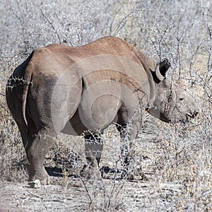 Black Rhinoceros Browsing under a tree.