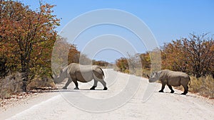 Black rhinoceros with a calf in the Etosha National Park