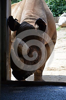 Black Rhinoceros - Diceros bicornis