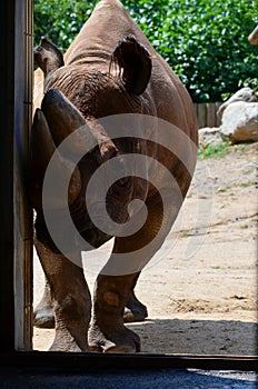 Black Rhinoceros - Diceros bicornis