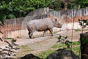 Black rhinoceros diceros bicornis