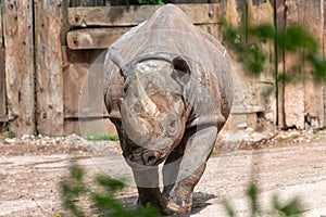 Black rhinoceros diceros bicornis