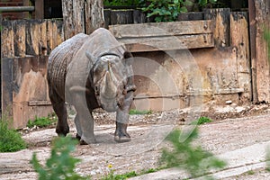 Black rhinoceros diceros bicornis