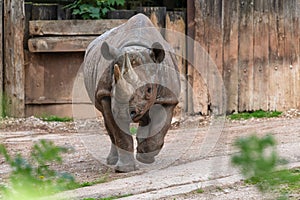 Black rhinoceros diceros bicornis