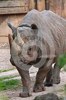 Black rhinoceros diceros bicornis
