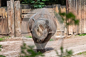 Black rhinoceros diceros bicornis
