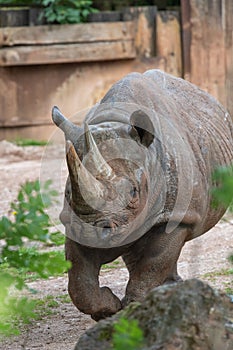 Black rhinoceros diceros bicornis