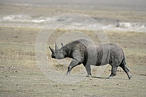 Black rhinoceros, Diceros bicornis