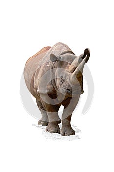 Black Rhinoceros (Diceros bicornis)