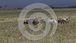 Black Rhinoceros, diceros bicornis, Adult disturbing Buffalos, Nakuru Park in Kenya,