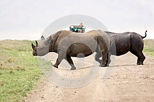 Black rhinoceros (Diceros bicornis) photo