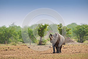 Black Rhinoceros - Diceros bicornis photo