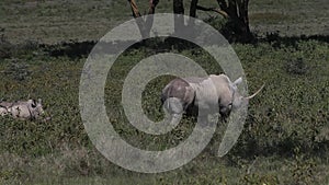 Black Rhinoceros, diceros bicornis, Female with Calf, Nakuru Park in Kenya,