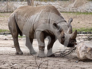 Black rhinoceros, Diceros bicornis michaeli, like all rhinos, belong to endangered species
