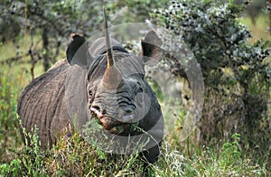 Black Rhinoceros, diceros bicornis, Nakuru Lake in Kenya