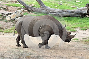 Black Rhinoceros Diceros bicornis at Taronga Western Plains Zoo