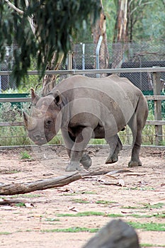 Black Rhinoceros Diceros bicornis at Taronga Western Plains Zoo