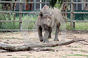 Black Rhinoceros Diceros bicornis at Taronga Western Plains Zoo