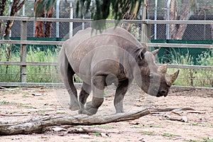 Black Rhinoceros Diceros bicornis at Taronga Western Plains Zoo