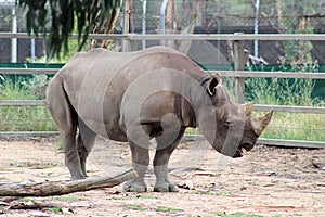 Black Rhinoceros Diceros bicornis at Taronga Western Plains Zoo