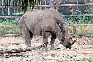 Black Rhinoceros Diceros bicornis at Taronga Western Plains Zoo