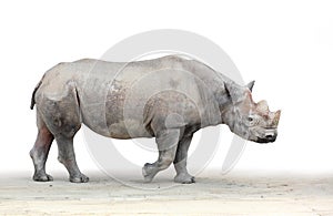 The Black Rhinoceros (Diceros bicornis). photo