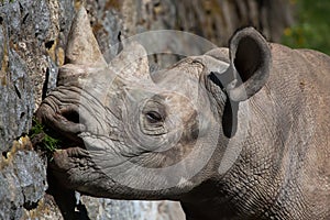 Black rhinoceros (Diceros bicornis). photo