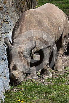 Black rhinoceros (Diceros bicornis). photo