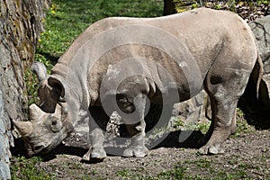 Black rhinoceros (Diceros bicornis). photo