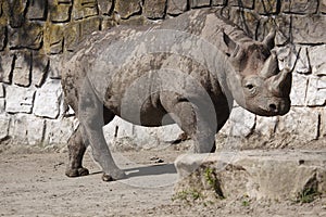 Black rhinoceros in Dvur Kralove zoo