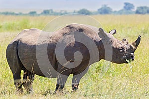 Black Rhinoceros Eating, Masai Mara, Kenya