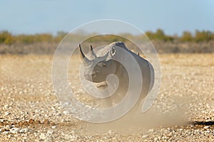 Black rhinoceros - Etosha National Park