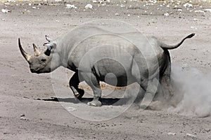 Black Rhinoceros - Etosha National Park - Namibia