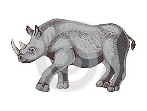 Black rhinoceros extinct animal sketch