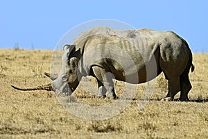 Black Rhinoceros photo