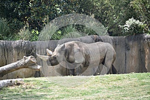 Rhino Rhinoceros photo