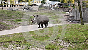 Black Rhinoceros at the zoo.