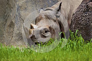 Black Rhinoceros   845739 photo