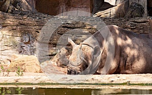 The black rhinoceros or hook-lipped rhinoceros, Diceros bicornis
