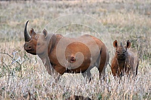 The black rhinoceros or hook-lipped rhinoceros Diceros bicornis female with young in savannah. Rarity black rhinoceros with a