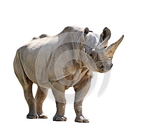 Black Rhinoceros Isolated on White