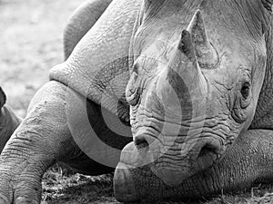 Black rhinoceros looking straight to camera. Photographed in monochrome at Port Lympne Safari Park near Ashford Kent UK.