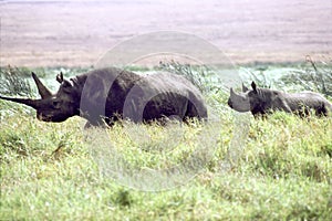 Black rhinoceros mother and baby