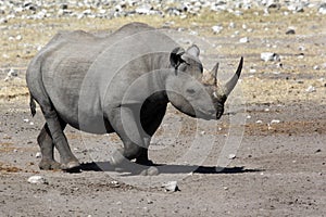 Black Rhinoceros - Namibia