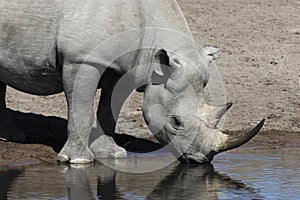 Black Rhinoceros - Namibia